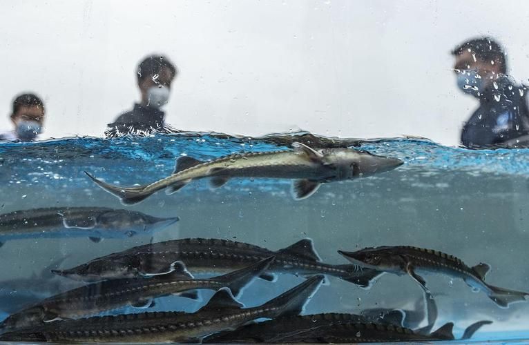 有哪些名貴魚種，關于名貴魚種的詳解