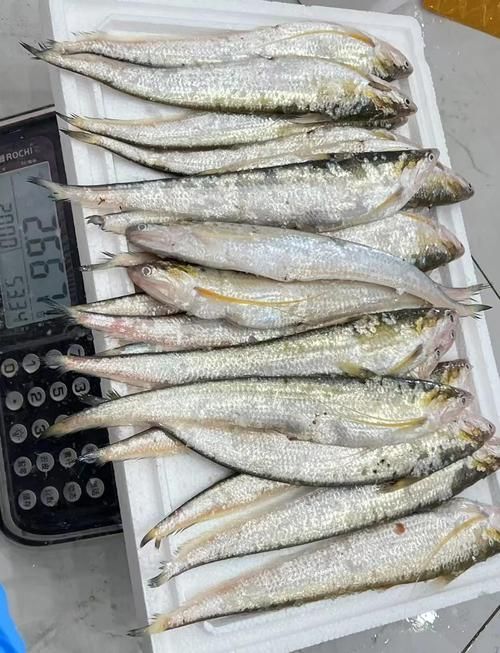 有哪些名貴魚種，關于名貴魚種的詳解