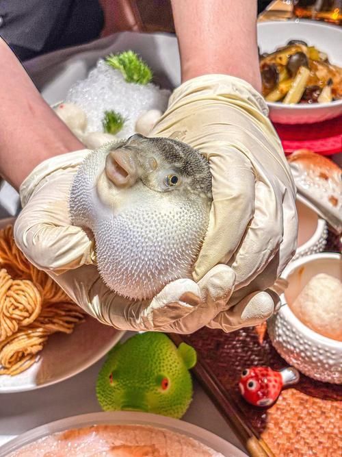 有哪些名貴魚種，關于名貴魚種的詳解