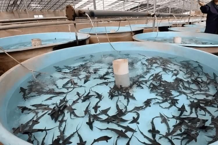 有哪些名貴魚種，關于名貴魚種的詳解