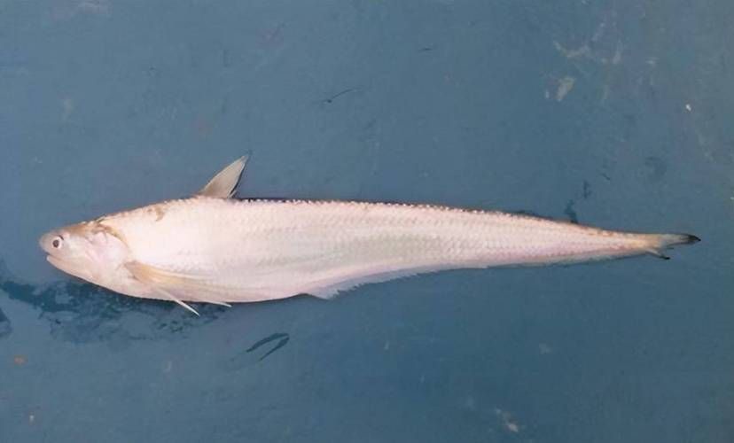 有哪些名貴魚種，關于名貴魚種的詳解