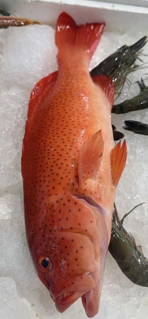 有哪些名貴魚種，關于名貴魚種的詳解