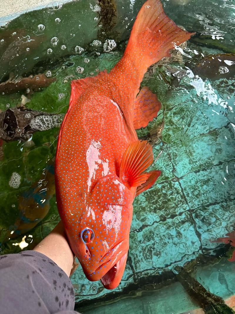 有哪些名貴魚種，關于名貴魚種的詳解
