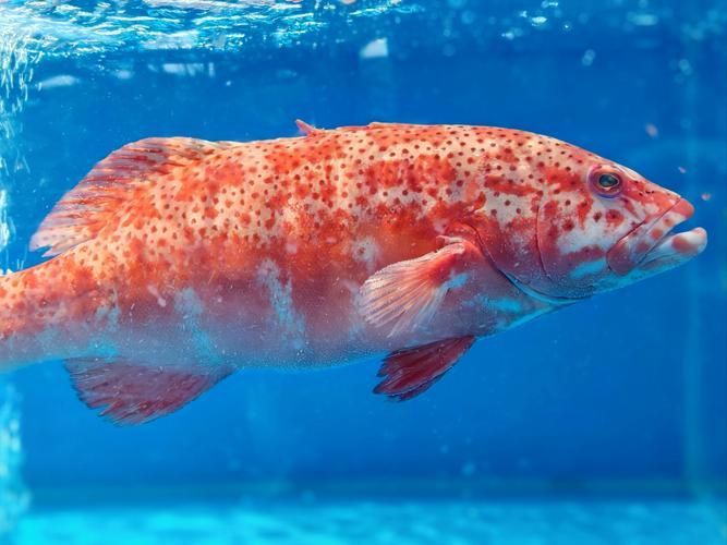 有哪些名貴魚種，關于名貴魚種的詳解