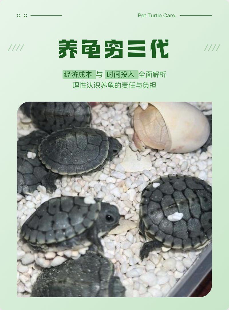 養龜窮三代什么意思，“養龜窮三代”成語提醒新手養龜成本清單，新手養龜成本清單 養龜窮三代什么意思，“養龜窮三代”成語提醒新手養龜成本清單，新手養龜成本清單 龍魚百科 第2張