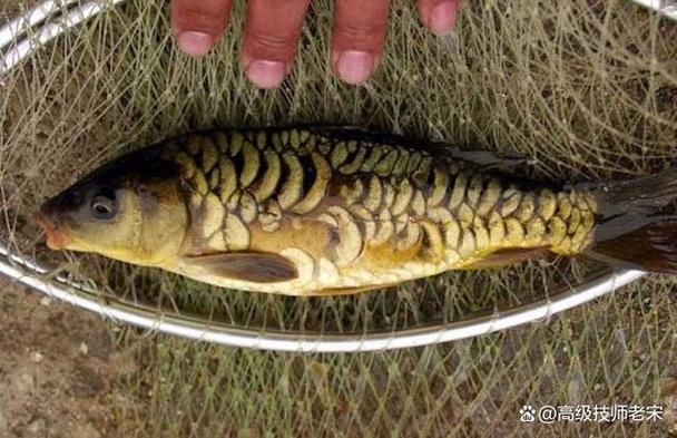 三都龍魚的特點是什么？，三都龍魚是什么魚？ 三都龍魚的特點是什么？，三都龍魚是什么魚？ 龍魚百科 第5張