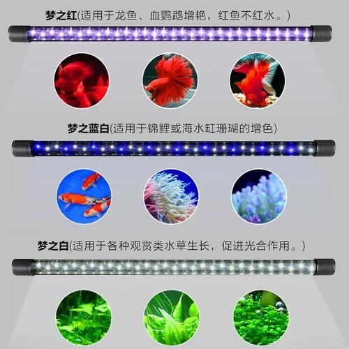 龍魚照明專用燈的價格范圍是多少？，龍魚照明專用燈價格范圍是多少？