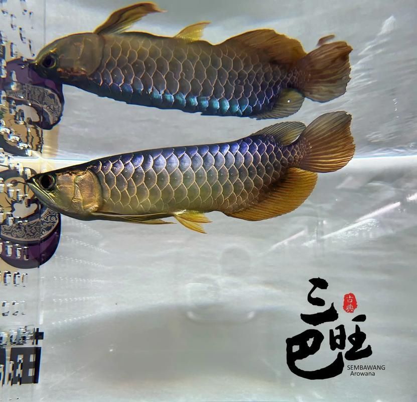 給我一張金龍魚和紅龍魚的對(duì)比圖，金龍魚和紅龍魚哪個(gè)更受歡迎金龍魚和紅龍魚哪個(gè)更受歡迎 給我一張金龍魚和紅龍魚的對(duì)比圖，金龍魚和紅龍魚哪個(gè)更受歡迎金龍魚和紅龍魚哪個(gè)更受歡迎 龍魚百科 第9張