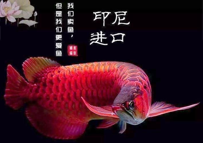 給我一張金龍魚和紅龍魚的對(duì)比圖，金龍魚和紅龍魚哪個(gè)更受歡迎金龍魚和紅龍魚哪個(gè)更受歡迎 給我一張金龍魚和紅龍魚的對(duì)比圖，金龍魚和紅龍魚哪個(gè)更受歡迎金龍魚和紅龍魚哪個(gè)更受歡迎 龍魚百科 第8張