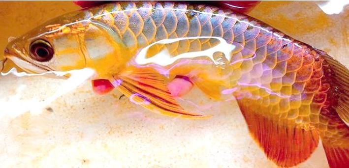 給我一張金龍魚和紅龍魚的對(duì)比圖，金龍魚和紅龍魚哪個(gè)更受歡迎金龍魚和紅龍魚哪個(gè)更受歡迎 給我一張金龍魚和紅龍魚的對(duì)比圖，金龍魚和紅龍魚哪個(gè)更受歡迎金龍魚和紅龍魚哪個(gè)更受歡迎 龍魚百科 第3張