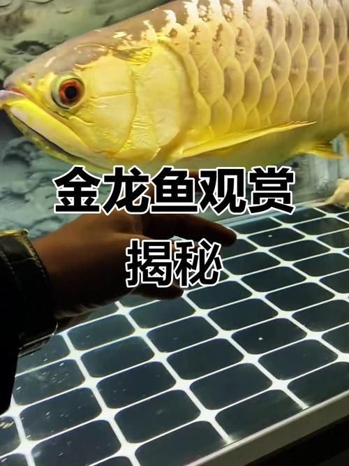 給我一張金龍魚和紅龍魚的對(duì)比圖，金龍魚和紅龍魚哪個(gè)更受歡迎金龍魚和紅龍魚哪個(gè)更受歡迎 給我一張金龍魚和紅龍魚的對(duì)比圖，金龍魚和紅龍魚哪個(gè)更受歡迎金龍魚和紅龍魚哪個(gè)更受歡迎 龍魚百科 第6張