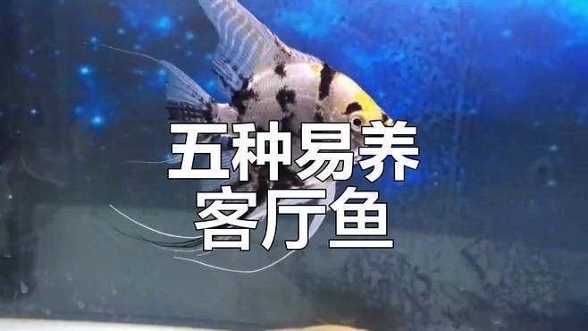 客廳養魚有哪些講究，客廳養魚有哪些講究客廳養魚有哪些講究客廳養魚有哪些 客廳養魚有哪些講究，客廳養魚有哪些講究客廳養魚有哪些講究客廳養魚有哪些 龍魚百科