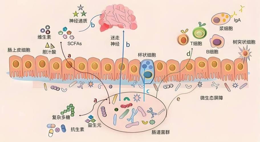 益生菌在腸炎預防中的作用，益生菌在腸炎預防中的作用機制