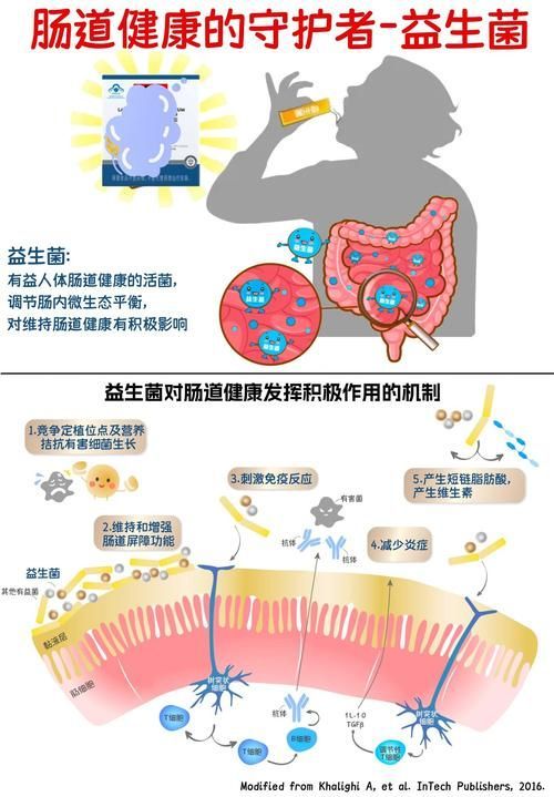 益生菌在腸炎預防中的作用，益生菌在腸炎預防中的作用機制