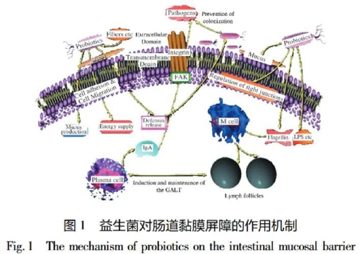 益生菌在腸炎預防中的作用，益生菌在腸炎預防中的作用機制