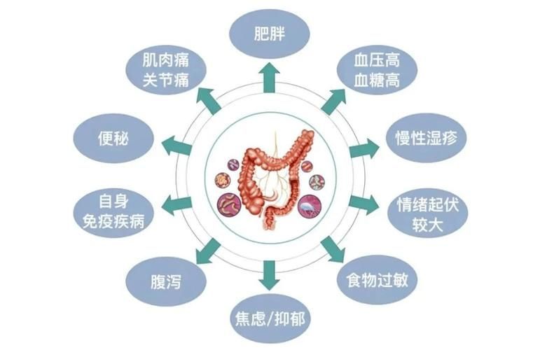 益生菌在腸炎預防中的作用，益生菌在腸炎預防中的作用機制