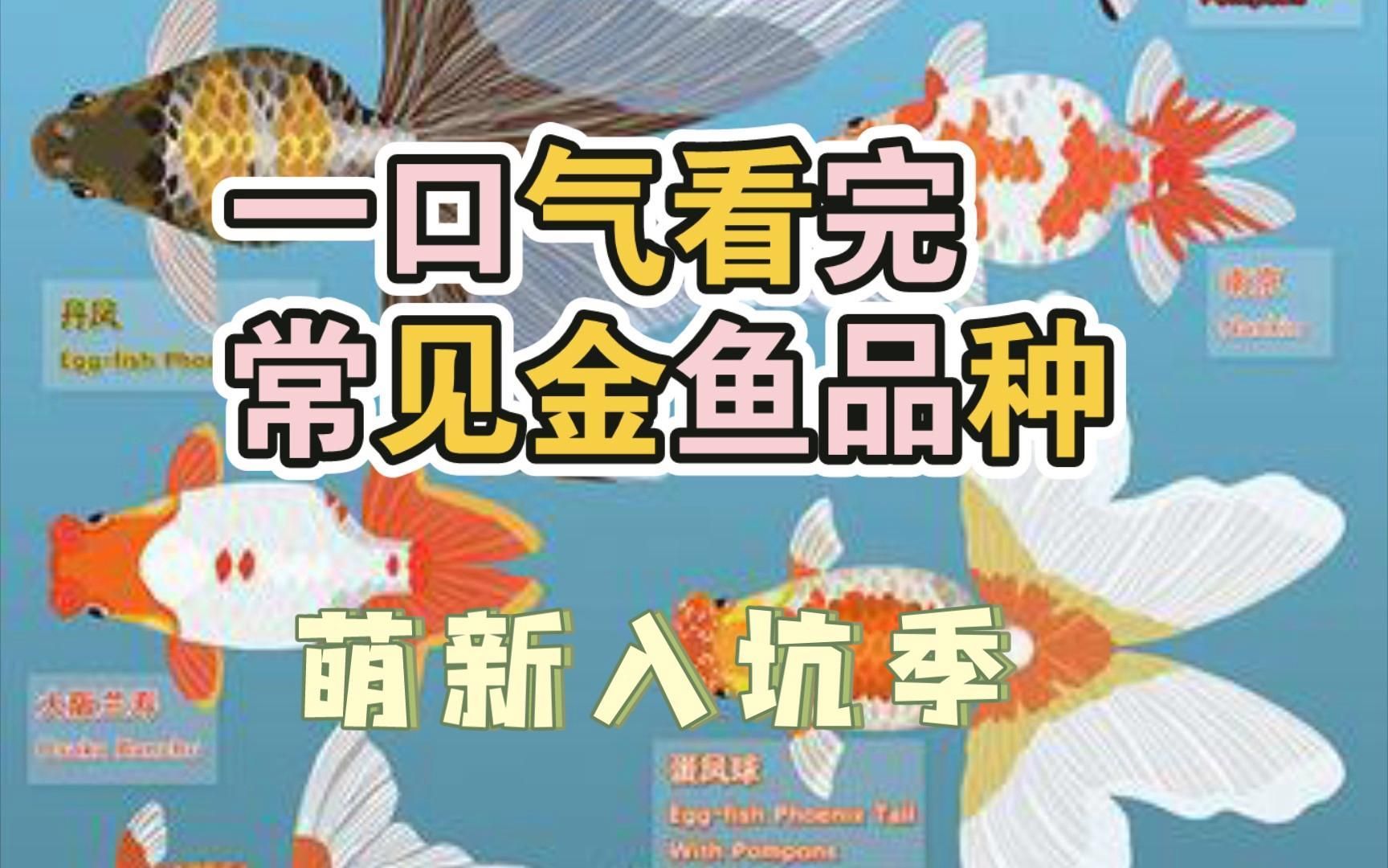 還有哪些品種的金魚能長到20厘米，金魚體長到20厘米長到20厘米的金魚能長到20厘米