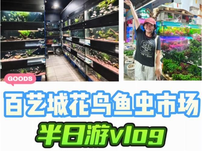 廣州哪里可以買到紅龍魚?,廣州哪里能買到紅龍魚? 龍魚百科 第2張 廣州哪里可以買到紅龍魚?,廣州哪里能買到紅龍魚? 廣州哪里可以買到紅龍魚?,廣州哪里能買到紅龍魚? 龍魚百科 第2張