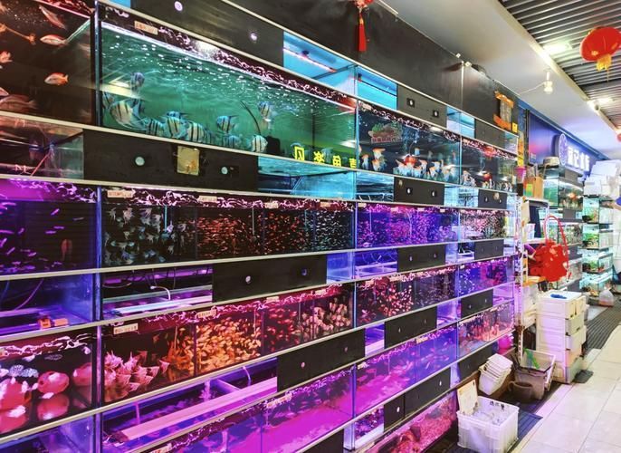 廣州哪里可以買到紅龍魚？，廣州哪里能買到紅龍魚？