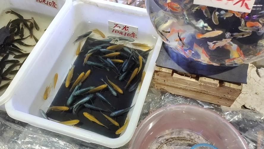 廣州哪里可以買到紅龍魚?,廣州哪里能買到紅龍魚? 龍魚百科 第5張 廣州哪里可以買到紅龍魚?,廣州哪里能買到紅龍魚? 廣州哪里可以買到紅龍魚?,廣州哪里能買到紅龍魚? 龍魚百科 第5張
