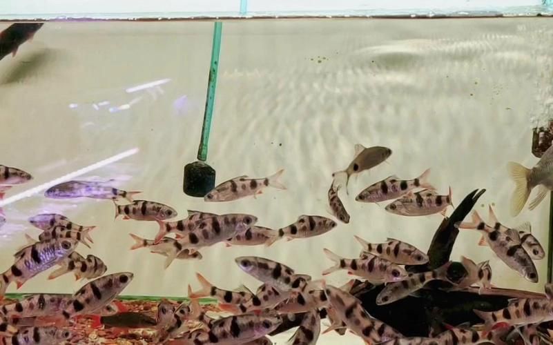 廣州哪里可以買到紅龍魚?,廣州哪里能買到紅龍魚? 龍魚百科 第3張 廣州哪里可以買到紅龍魚?,廣州哪里能買到紅龍魚? 廣州哪里可以買到紅龍魚?,廣州哪里能買到紅龍魚? 龍魚百科 第3張