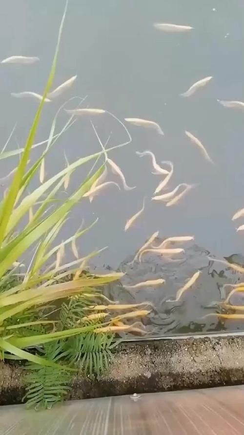 珠海龍魚產(chǎn)地的養(yǎng)殖技術(shù)如何？，珠海龍魚養(yǎng)殖技術(shù)