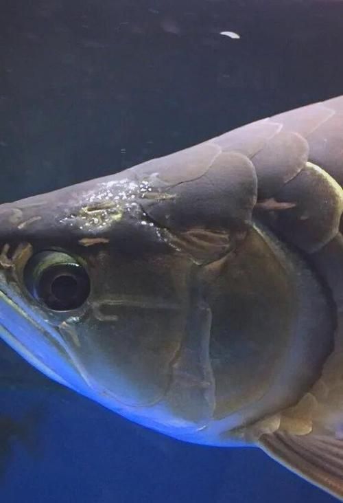 給我一些龍魚身體潰爛的圖片，龍魚出現身體潰爛時，通常會出現以下癥狀