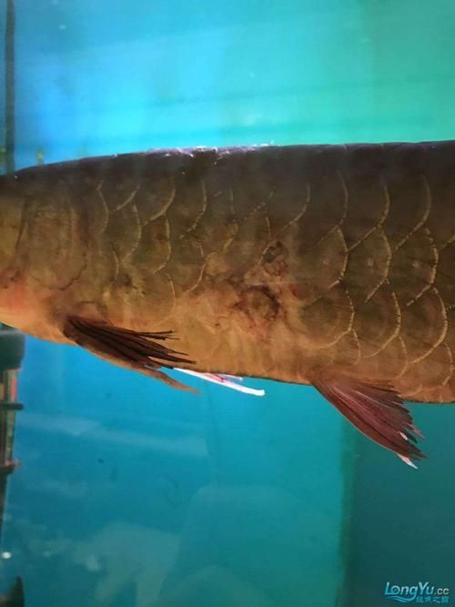 給我一些龍魚身體潰爛的圖片，龍魚出現身體潰爛時，通常會出現以下癥狀