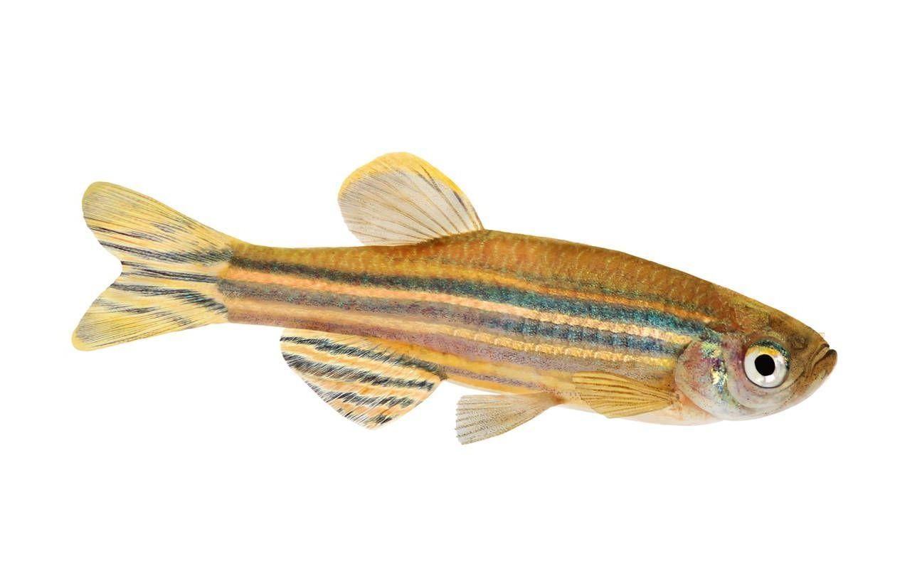 還有哪些魚類具有強大自愈能力，哪些魚類具有強大的自愈能力 還有哪些魚類具有強大自愈能力，哪些魚類具有強大的自愈能力 龍魚百科 第1張