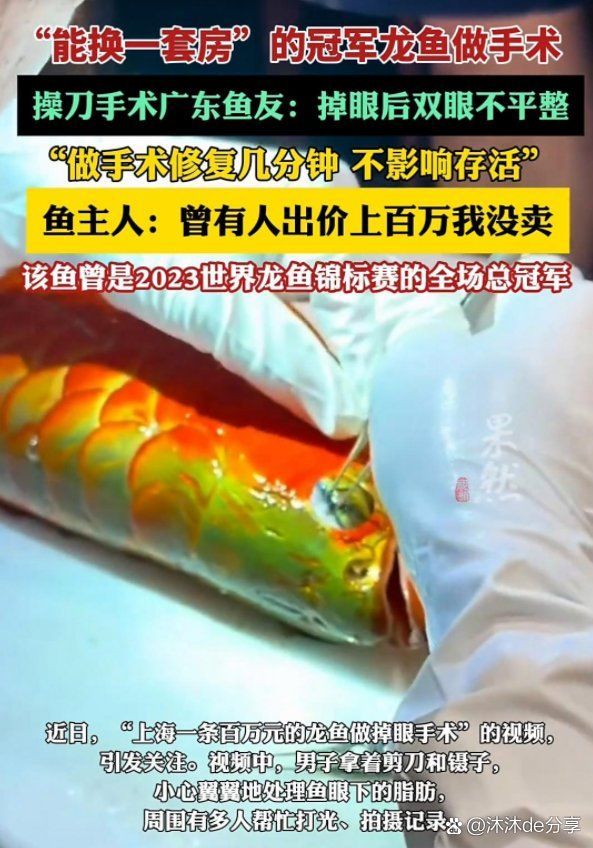 龍魚大賽中體型過大會有哪些影響？，龍魚大賽中體型過大會產生多方面影響 龍魚大賽中體型過大會有哪些影響？，龍魚大賽中體型過大會產生多方面影響 龍魚百科 第9張