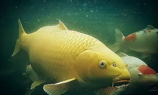 龍魚大賽中體型過大會有哪些影響？，龍魚大賽中體型過大會產生多方面影響 龍魚大賽中體型過大會有哪些影響？，龍魚大賽中體型過大會產生多方面影響 龍魚百科 第7張