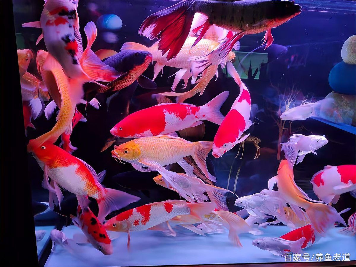 龍魚大賽中體型過大會有哪些影響？，龍魚大賽中體型過大會產生多方面影響 龍魚大賽中體型過大會有哪些影響？，龍魚大賽中體型過大會產生多方面影響 龍魚百科 第8張