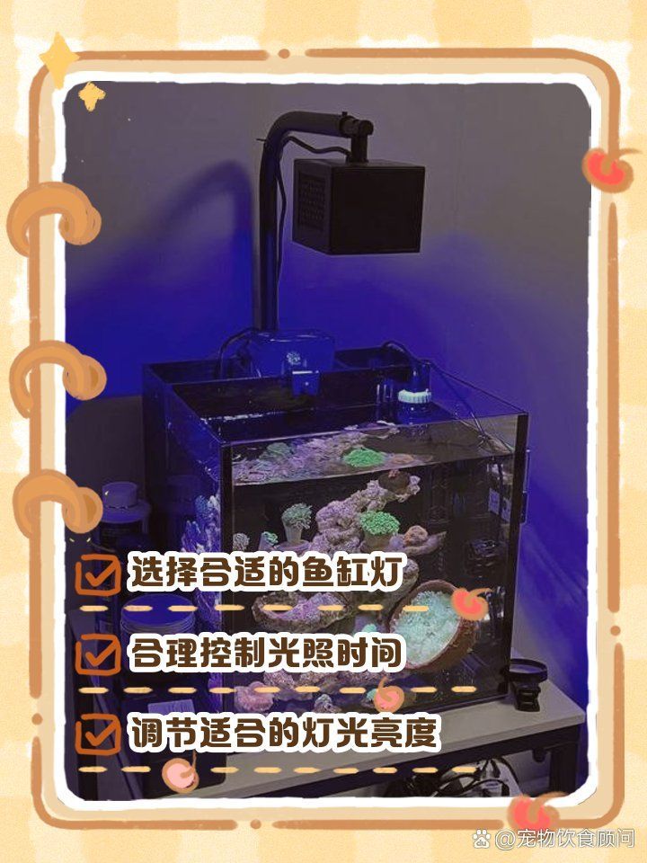 龍魚燈關燈后多久開燈？，龍魚燈關燈后多久開燈最好龍魚燈關燈后多久開燈最好