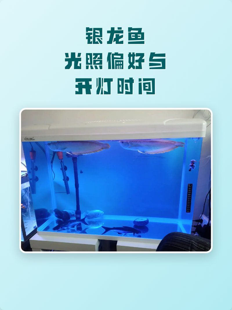 龍魚燈關燈后多久開燈？，龍魚燈關燈后多久開燈最好龍魚燈關燈后多久開燈最好