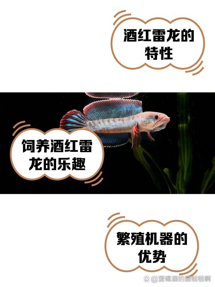 給我推薦一些雷龍魚的品種，中型雷龍魚嗶哩嗶哩嗶哩嗶哩嗶哩嗶哩嗶哩嗶哩