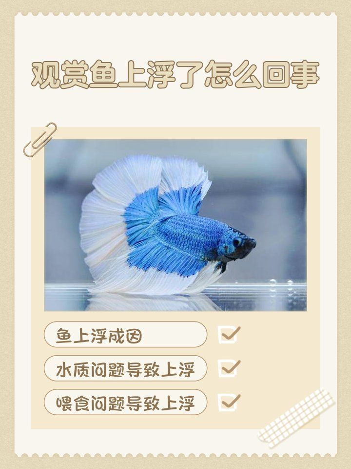 如何預防神仙魚再次上浮，如何預防神仙魚上浮 如何預防神仙魚再次上浮，如何預防神仙魚上浮 龍魚百科 第2張