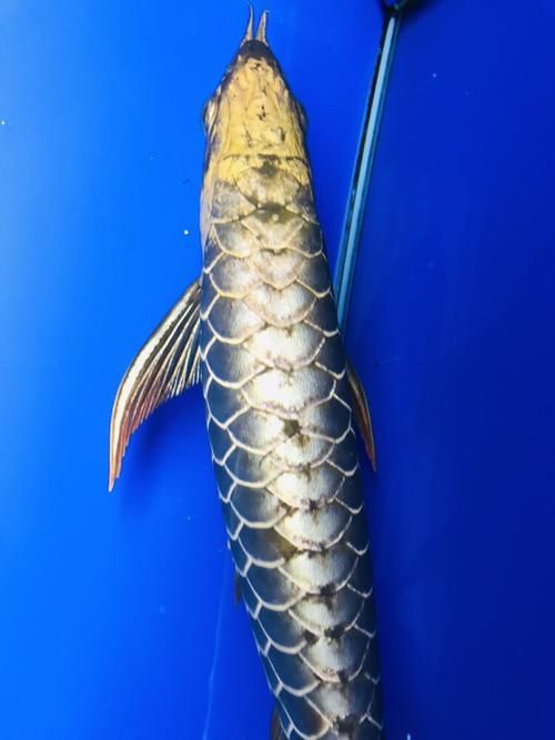 能提供幾張金頭過背的炮頭和普通過背的圖片嗎,如何區分金頭過背和普通過背 龍魚百科 第15張 能提供幾張金頭過背的炮頭和普通過背的圖片嗎,如何區分金頭過背和普通過背 能提供幾張金頭過背的炮頭和普通過背的圖片嗎,如何區分金頭過背和普通過背 龍魚百科 第15張