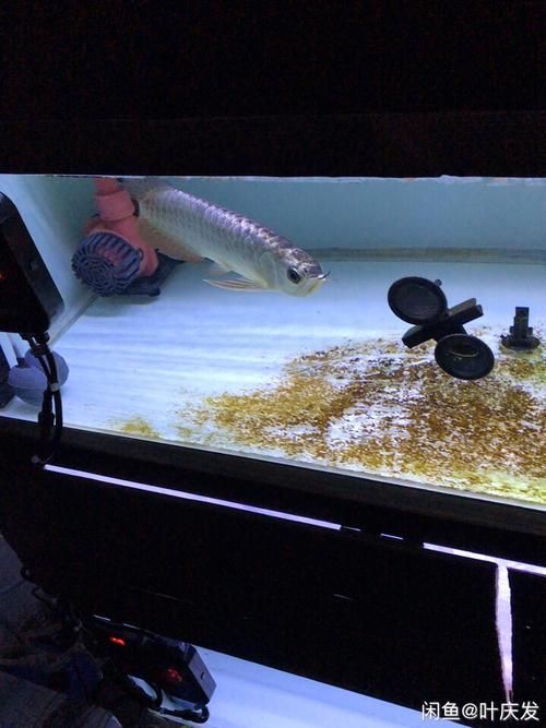 能提供幾張金頭過背的炮頭和普通過背的圖片嗎,如何區分金頭過背和普通過背 龍魚百科 第14張 能提供幾張金頭過背的炮頭和普通過背的圖片嗎,如何區分金頭過背和普通過背 能提供幾張金頭過背的炮頭和普通過背的圖片嗎,如何區分金頭過背和普通過背 龍魚百科 第14張
