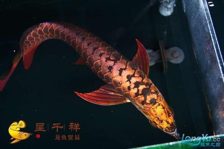能提供幾張金頭過背的炮頭和普通過背的圖片嗎,如何區分金頭過背和普通過背 龍魚百科 第20張 能提供幾張金頭過背的炮頭和普通過背的圖片嗎,如何區分金頭過背和普通過背 能提供幾張金頭過背的炮頭和普通過背的圖片嗎,如何區分金頭過背和普通過背 龍魚百科 第20張