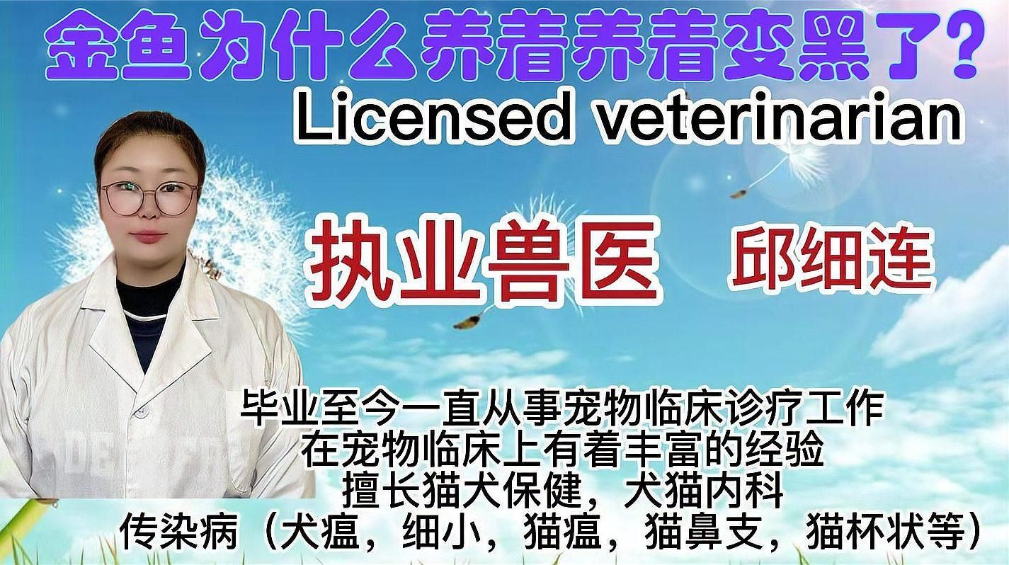 金魚發黑后會有什么表現，金魚發黑后可能出現的一些表現及其背后原因解析與應對指南