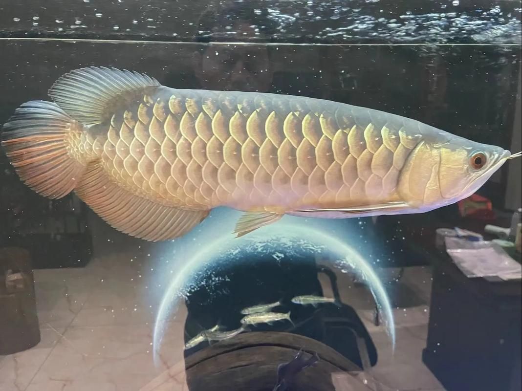 給我一些選購過背金龍魚的技巧，如何選購過背金龍魚