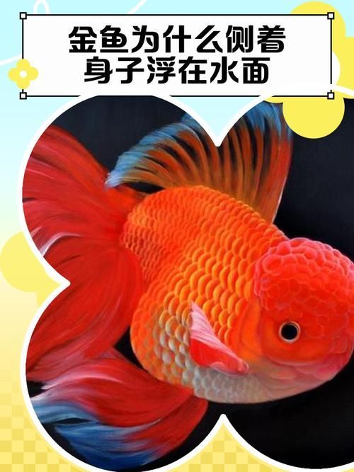 如何判斷金魚是否健康，如何判斷金魚的健康狀況 如何判斷金魚是否健康，如何判斷金魚的健康狀況 龍魚百科 第8張