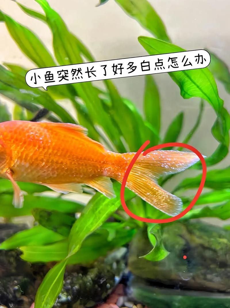 如何判斷金魚是否健康，如何判斷金魚的健康狀況 如何判斷金魚是否健康，如何判斷金魚的健康狀況 龍魚百科 第3張