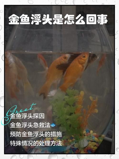 如何判斷金魚是否健康，如何判斷金魚的健康狀況 如何判斷金魚是否健康，如何判斷金魚的健康狀況 龍魚百科 第7張