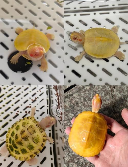 如何辨別臺灣烏龜龍魚活苗的質量？，如何辨別臺灣烏龜龍魚個體的俗稱 如何辨別臺灣烏龜龍魚活苗的質量？，如何辨別臺灣烏龜龍魚個體的俗稱 龍魚百科 第4張