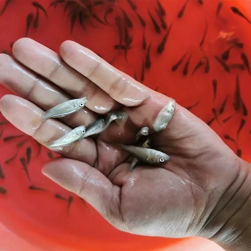 如何辨別臺灣烏龜龍魚活苗的質量？，如何辨別臺灣烏龜龍魚個體的俗稱 如何辨別臺灣烏龜龍魚活苗的質量？，如何辨別臺灣烏龜龍魚個體的俗稱 龍魚百科 第1張