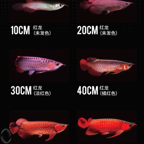 紅龍魚幼苗的價格是多少,紅龍魚幼苗價格是多少 龍魚百科 第8張 紅龍魚幼苗的價格是多少,紅龍魚幼苗價格是多少 紅龍魚幼苗的價格是多少,紅龍魚幼苗價格是多少 龍魚百科 第8張