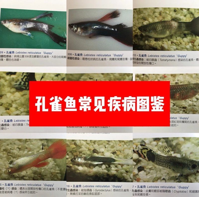如何判斷觀賞魚是否感染，判斷觀賞魚是否感染疾病圖鑒:識別與防治常見疾病