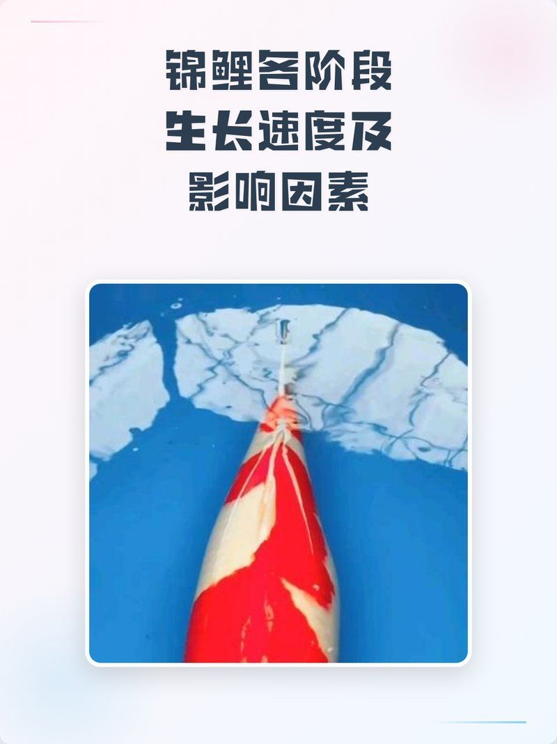 白寫錦鯉的成長速度有多快？，白寫錦鯉的成長速度對其成長速度的詳細解析 白寫錦鯉的成長速度有多快？，白寫錦鯉的成長速度對其成長速度的詳細解析 龍魚百科 第1張