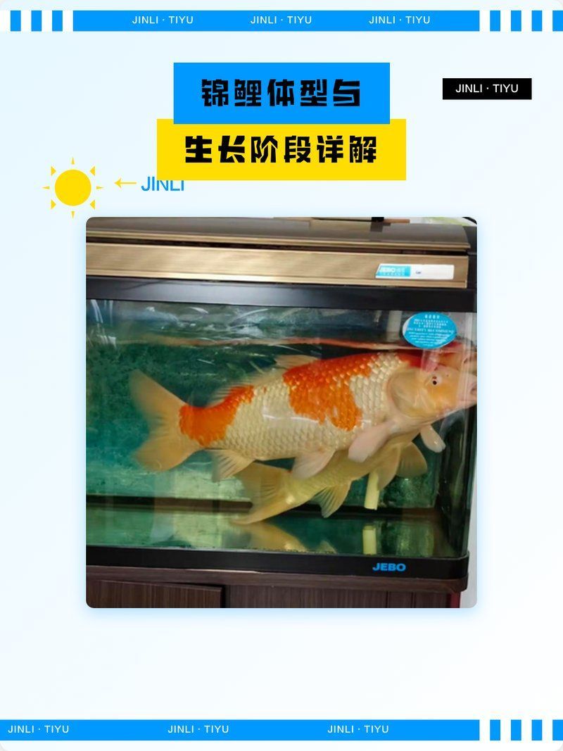 白寫錦鯉的成長速度有多快？，白寫錦鯉的成長速度對其成長速度的詳細解析 白寫錦鯉的成長速度有多快？，白寫錦鯉的成長速度對其成長速度的詳細解析 龍魚百科 第2張